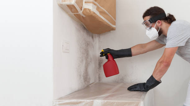 Professional Basement Mold Remediation technician working in Zephyrhills South, FL