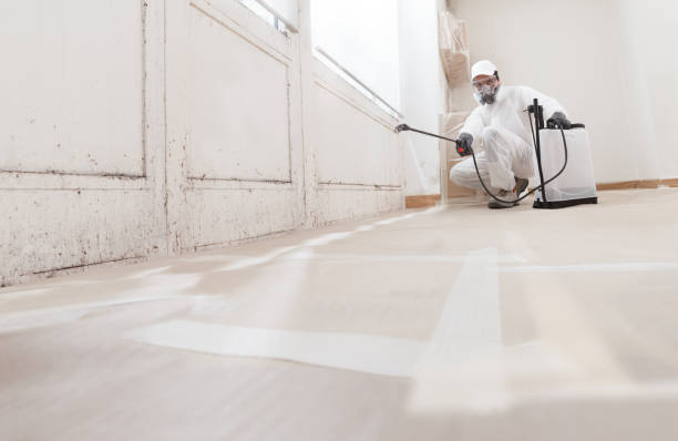 24/7 Emergency Basement Mold Remediation experts in Zephyrhills South, FL