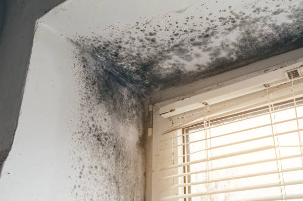 Affordable Basement Mold Remediation solutions in Zephyrhills South, FL